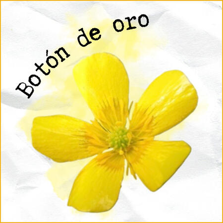 El botón de oro simboliza la felicidad y la juventud.