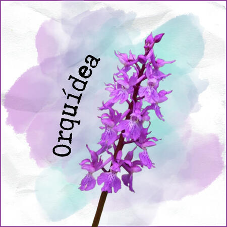 La orquídea morada simboliza la sabiduría y la justicia.