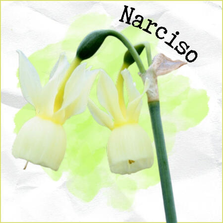 El narciso simboliza la esperanza.