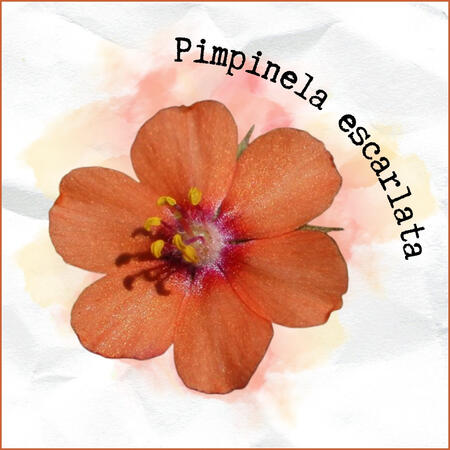 La pimpinela escarlata simboliza el coraje y la perseverancia.